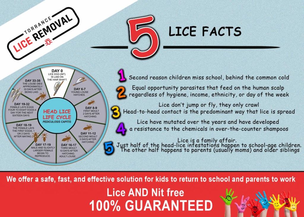 Torrance, CA Lice Removal & Treatment